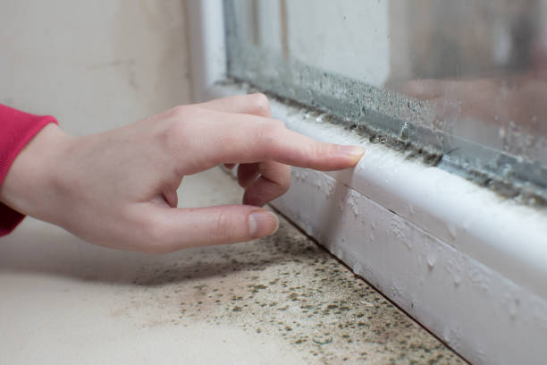 Best Asbestos and Lead Testing During Mold Inspection  in New Hartford Center, CT