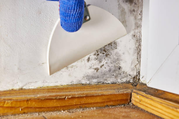Best Airborne Mold Testing  in New Hartford Center, CT