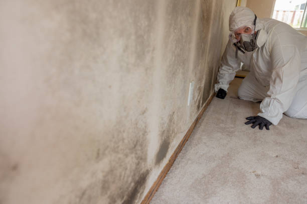 Best Attic Mold Removal  in New Hartford Center, CT